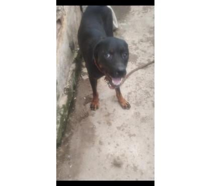 Animais Estimação à Venda - Fotos para Cadela Rottweiler ( 1 e 3 Meses Cartão até 12x)
