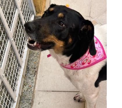 Adoção Animais de Estimação Outros Bairros Sao Paulo SP Sao Paulo SP - Fotos para Nina, linda cachorrinha para adoção