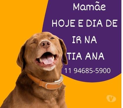 Veterinários - Serviços - Acessórios Brasilandia Sao Paulo SP - Fotos para Turma da tia Ana