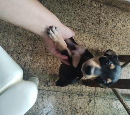 Animais estimação à venda - Fotos para Filhote de Pinscher Fêmea