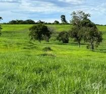FAZENDA COM 277 HECTARES NA REGIÃO DE CAMAPUÃ - MS