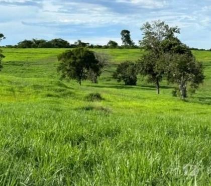 Fazendas - Sitios à venda - Fotos para FAZENDA COM 277 HECTARES NA REGIÃO DE CAMAPUÃ - MS
