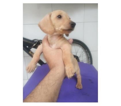 Animais Estimação à Venda - Fotos para Salsichas Originais no Precinho ( Cartão até 12x)