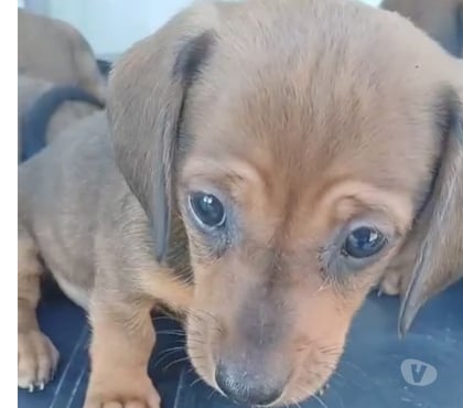 Animais Estimação à Venda - Fotos para Salsichas Originais no Precinho ( Cartão até 12x)