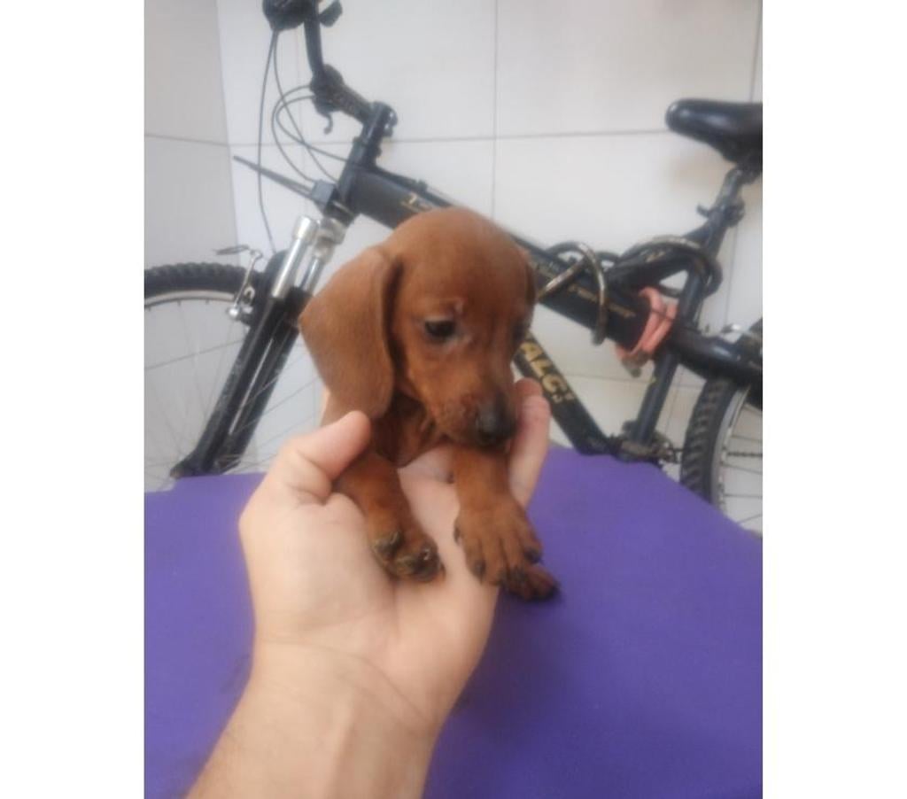 Animais Estimação à Venda Recife PE - Fotos para Promoção Dachshund Originais ( Cartão até 12x)