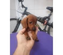 Promoção Dachshund Originais ( Cartão até 12x)