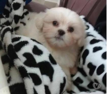 Animais estimação à venda Boa Vista, Curitiba Curitiba PR - Fotos para Lindos filhotes de Lhasa Apso porte mini.