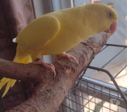 Animais Estimação à Venda Santa Felicidade Curitiba PR - Fotos para Ring Neck Amarelo macho