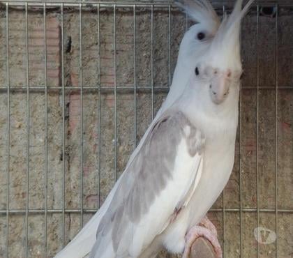 Animais Estimação à Venda - Fotos para Calopsita novas e também adultas