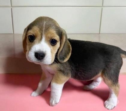 Animais Estimação à Venda Buritis, Belo Horizonte Belo Horizonte MG - Fotos para Beagle Mini Filhotes Fantásticos