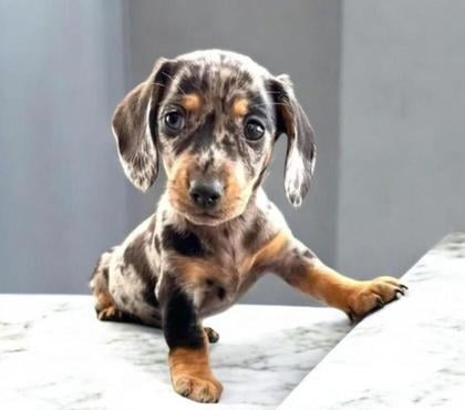 Animais Estimação à Venda Buritis, Belo Horizonte Belo Horizonte MG - Fotos para Basset Dachshund Teckel Filhotes Alerquim