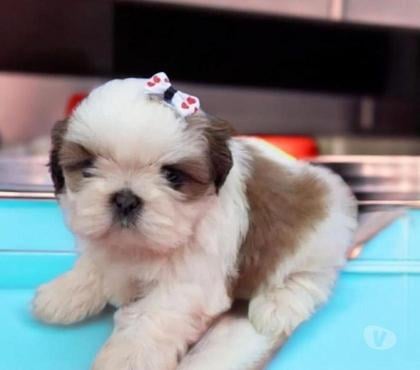 Animais Estimação à Venda Buritis, Belo Horizonte Belo Horizonte MG - Fotos para Shihtzu Mini Filhotes Magníficos