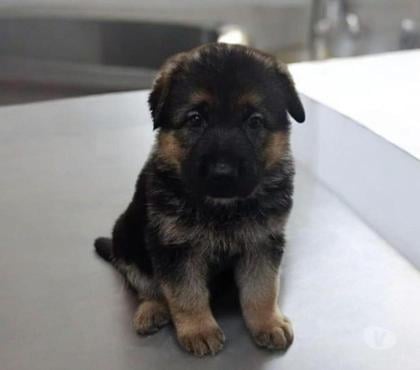 Animais estimação à venda Buritis, Belo Horizonte Belo Horizonte MG - Fotos para Pastor Alemão Filhotes Capa Preta