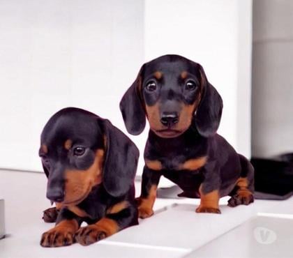 Animais Estimação à Venda Buritis, Belo Horizonte Belo Horizonte MG - Fotos para Basset Dachshund Teckel Filhotes Black in Tan