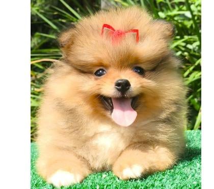 Animais estimação à venda Matriz Curitiba PR - Fotos para Filhotes de SPITZ ANÃOZINHO em Curitiba