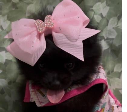 Animais Estimação à Venda - Fotos para Linda Lulu da Pomerania black(preta)