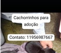 Filhotes para adoção 3 machos e 1 fêmea