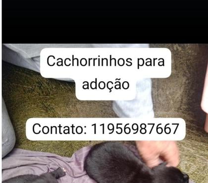 Adoção animais de estimação Jaçanã Sao Paulo SP - Fotos para Filhotes para adoção 3 machos e 1 fêmea