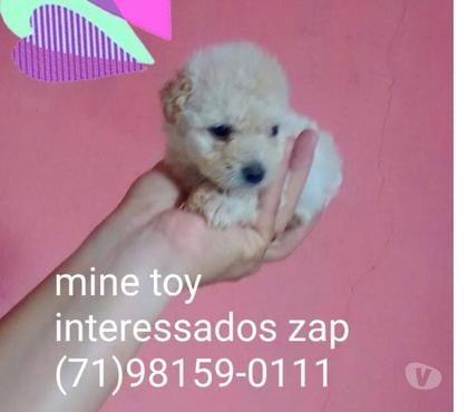Animais Estimação à Venda Centro de Salvador Salvador BA - Fotos para Poodle zero macho aceito cartões