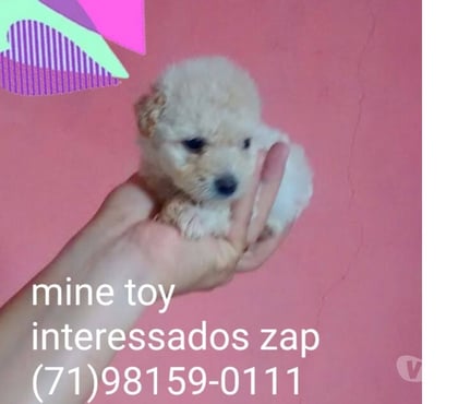Animais Estimação à Venda Centro de Salvador Salvador BA - Fotos para Poodle mine toy macho aceito cartões
