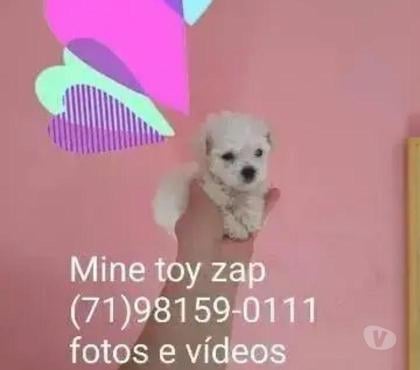 Animais Estimação à Venda Centro de Salvador Salvador BA - Fotos para Poodle mine toy macho aceito cartões