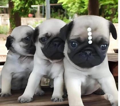 Animais Estimação à Venda Centro-Sul Belo Horizonte MG - Fotos para Pug Filhotes Excelente Porte