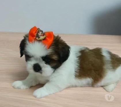 Animais estimação à venda Centro-Sul Belo Horizonte MG - Fotos para Shihtzu Mini Filhotes Baby Face