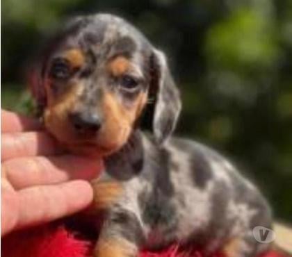 Animais estimação à venda Centro-Sul Belo Horizonte MG - Fotos para Basset Mini Filhotes Dachshund Teckel Alerquim