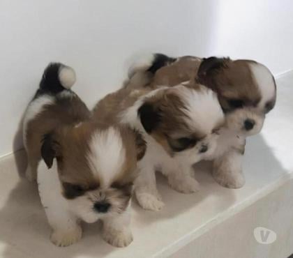 Animais Estimação à Venda Centro-Sul Belo Horizonte MG - Fotos para Lhasa Apso Filhotes Super Fofinhos