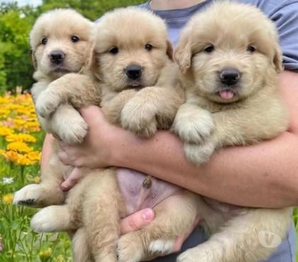 Animais estimação à venda Centro-Sul Belo Horizonte MG - Fotos para Golden Retriever Filhotes Alto Padrão