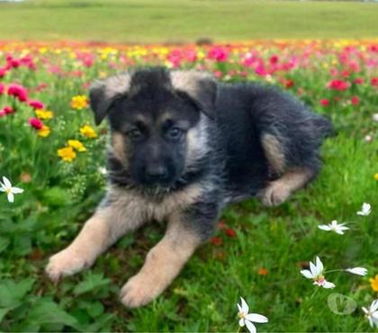 Animais Estimação à Venda Centro-Sul Belo Horizonte MG - Fotos para Pastor Alemão Filhotes Padrão Policial