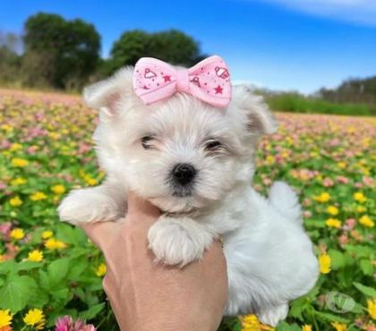 Animais Estimação à Venda Centro-Sul Belo Horizonte MG - Fotos para Maltês Mini Filhotes Branco Cristal
