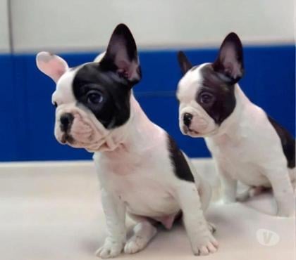 Animais estimação à venda Centro-Sul Belo Horizonte MG - Fotos para Bulldog Francês Filhotes Incomparáveis