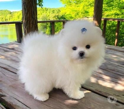 Animais Estimação à Venda Centro-Sul Belo Horizonte MG - Fotos para Lulu da Pomerânea Filhotes Diferenciados