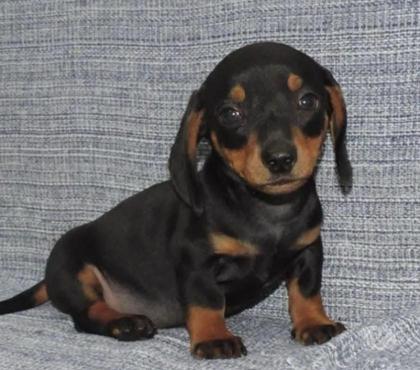 Animais estimação à venda Centro-Sul Belo Horizonte MG - Fotos para Dachshund Teckel Filhotes Sensacionais