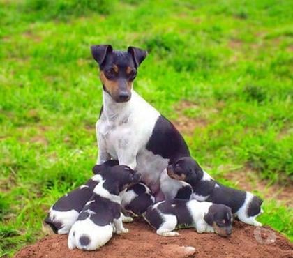 Animais estimação à venda Centro-Sul Belo Horizonte MG - Fotos para Fox Paulistinha Filhotes Padrão