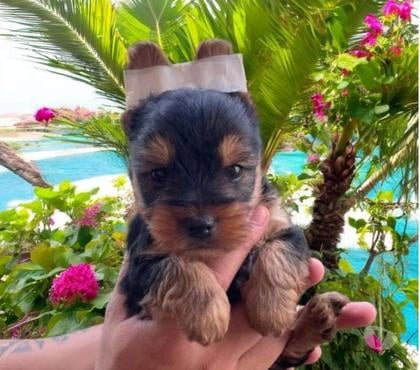 Animais Estimação à Venda Centro-Sul Belo Horizonte MG - Fotos para Maravilhosos Filhotes de Yorkshire Terrier Mini