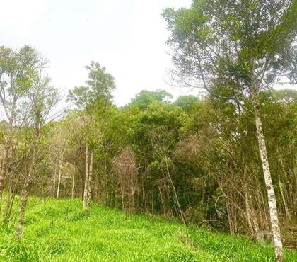 Fazendas - Sitios à venda - Fotos para Sitio em Bom Jardim de Minas