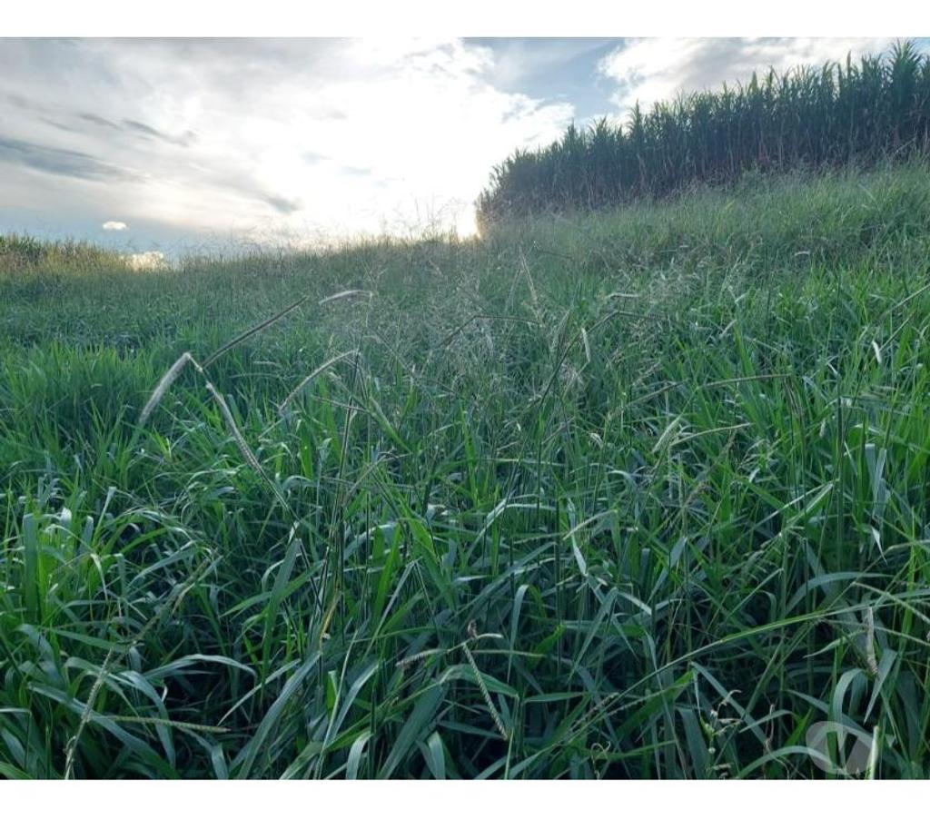 Fazendas - Sitios à venda Muzambinho MG - images_alt_text Sítio em Muzambinho MG - Sousa