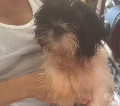 Animais estimação à venda Amaralina Salvador BA - Fotos para Vendo Shitzu fêmea