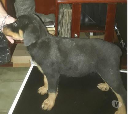 Animais Estimação à Venda Porto Alegre Sul Porto Alegre RS - Fotos para Filhote de Rotweiller