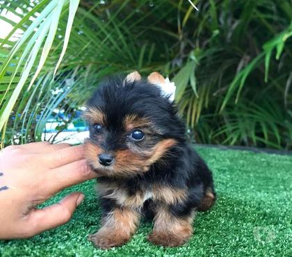 Animais Estimação à Venda Alto de Pinheiros Sao Paulo SP - Fotos para YORKSHIRE TERRIER