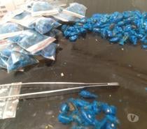 Sementes de Ravenala madagascariensis (Árvore do viajante)