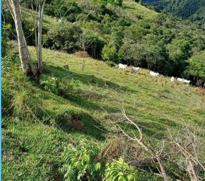 Fazendas - Sitios à venda - images_alt_text Sitio com 7 alqueires