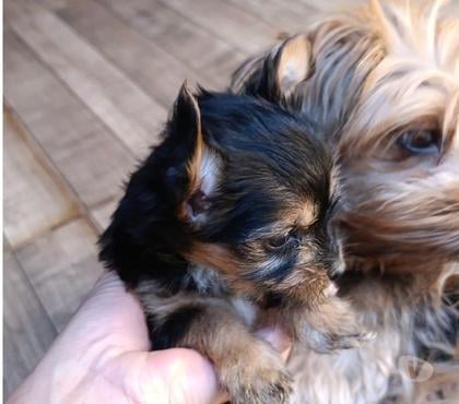 Animais estimação à venda - Fotos para Filhotes de yorkshire