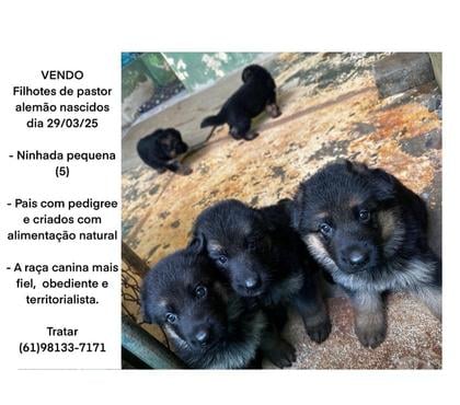 Animais Estimação à Venda Brasília Centro Brasilia DF - Fotos para Filhotes pastor alemão