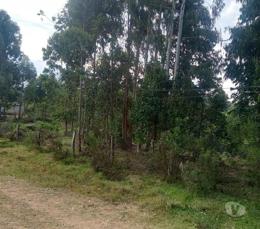 Fazendas - Sitios à venda Mandirituba PR - Fotos para VENDO ÁREA EM MANDIRITUBA COM 126.671 CONTENDO 04 CASAS