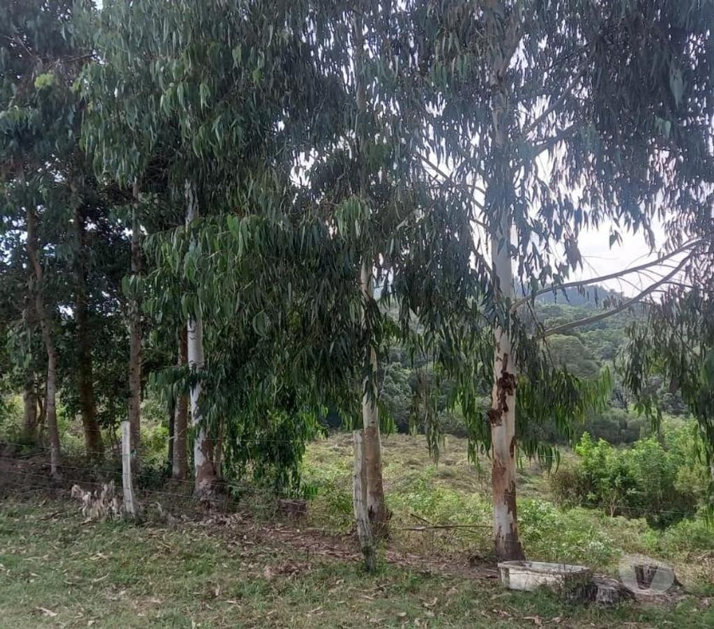 Fazendas - Sitios à venda Mandirituba PR - Fotos para VENDO ÁREA EM MANDIRITUBA COM 126.671 CONTENDO 04 CASAS