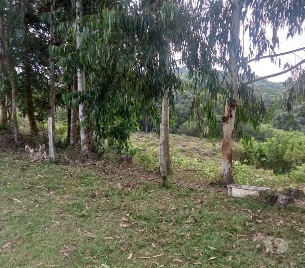 Fazendas - Sitios à venda Mandirituba PR - Fotos para VENDO ÁREA EM MANDIRITUBA COM 126.671 CONTENDO 04 CASAS