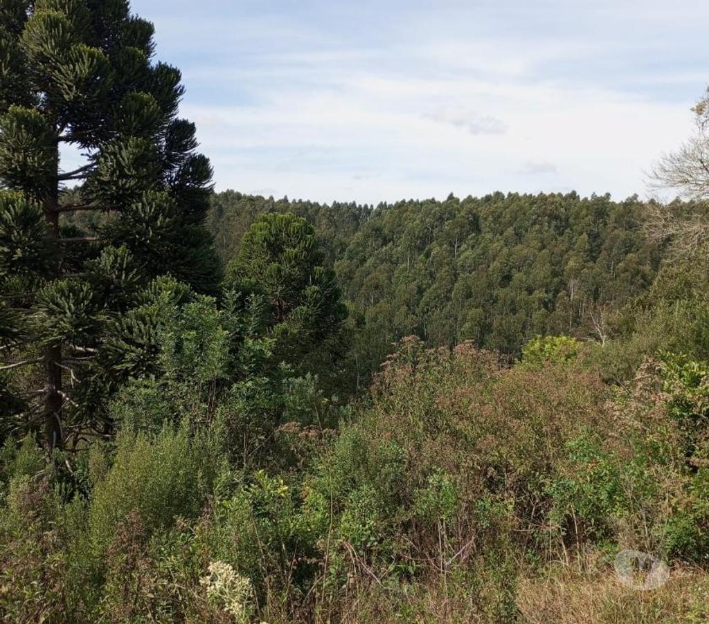 Fazendas - Sitios à venda Mandirituba PR - Fotos para VENDO ÁREA EM MANDIRITUBA COM 126.671 CONTENDO 04 CASAS